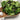 Lettuce Mix