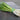 Scallions (Green Onions)