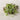 Spicy Mix Microgreens