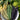 Tricolor Bush Beans (1lb)