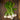 Turnips with Greens